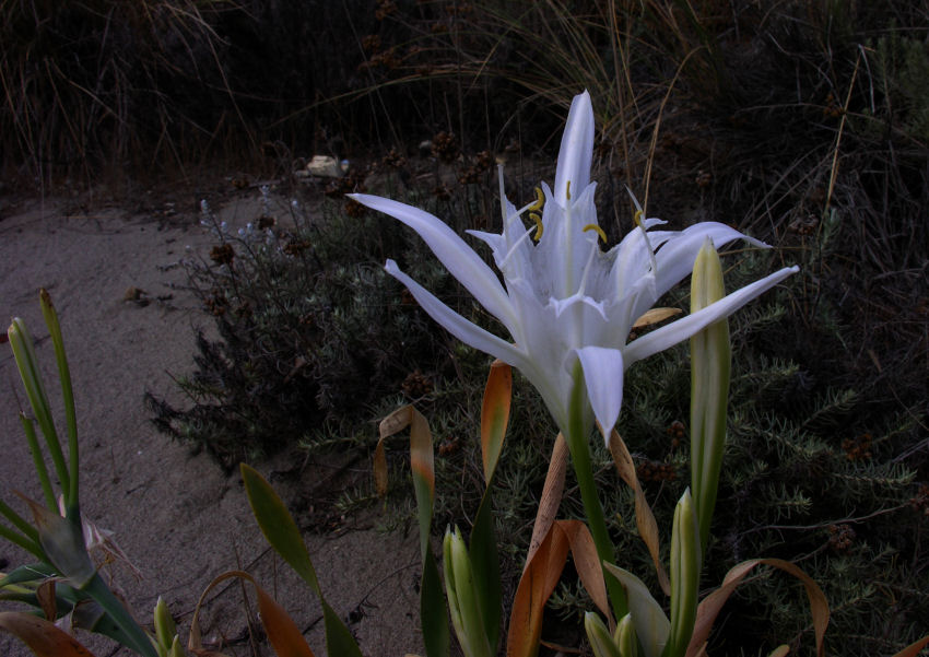 Pancratium maritimum / Pancrazio, giglio di mare